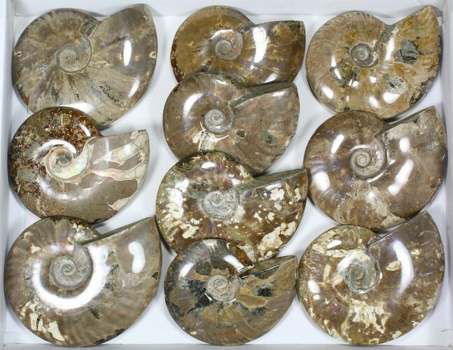 Lot: to / Polished Ammonite Fossils - Pieces #82649